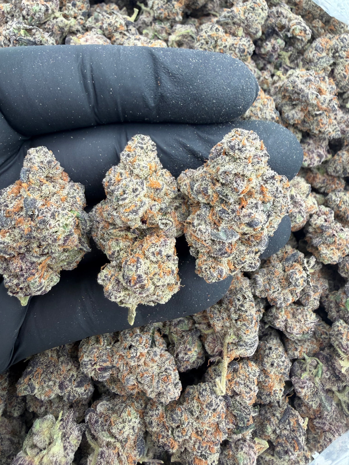 Glitter bomb