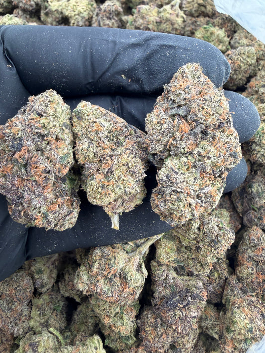 Gelato plus