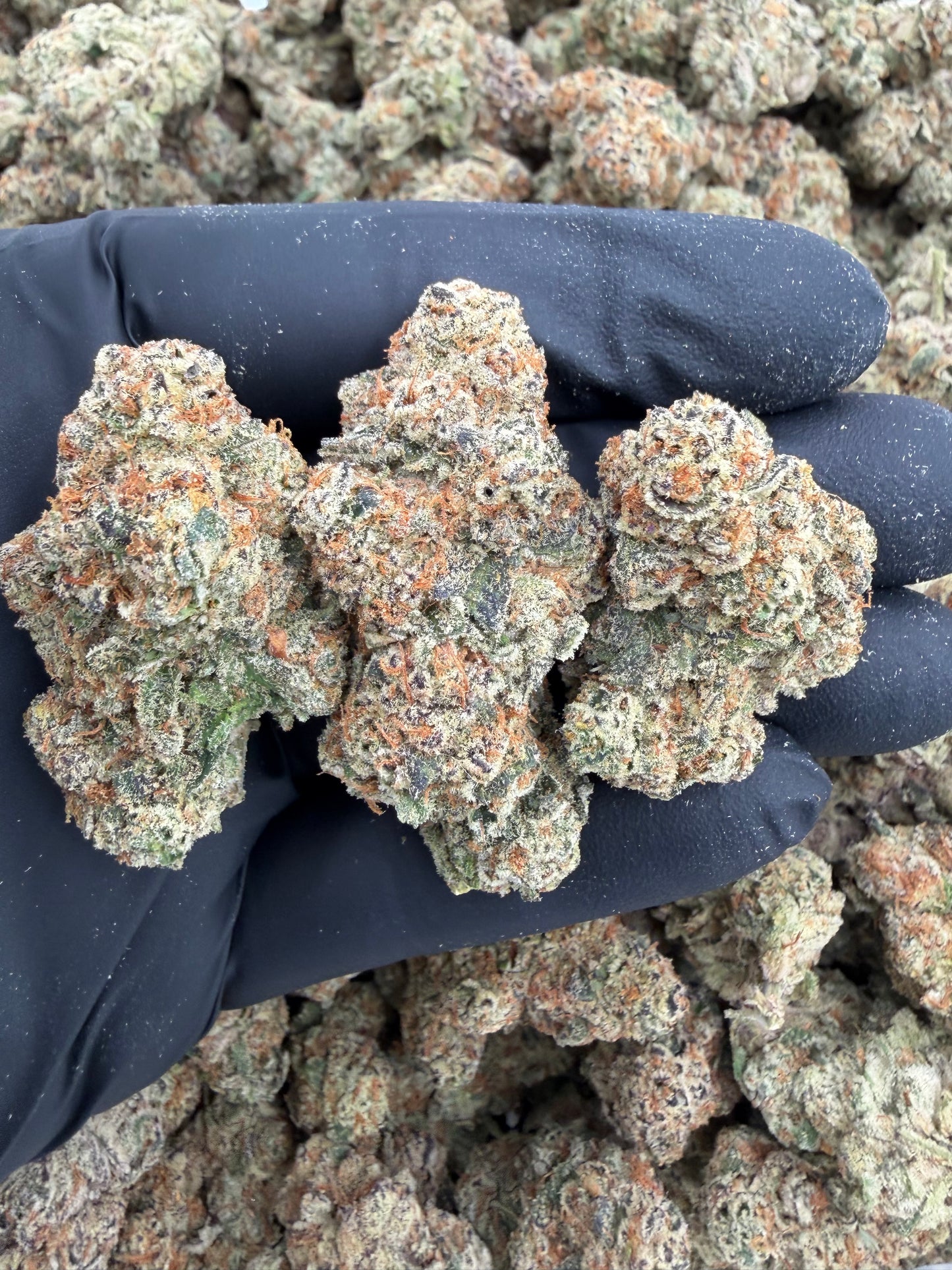 Rx sugar