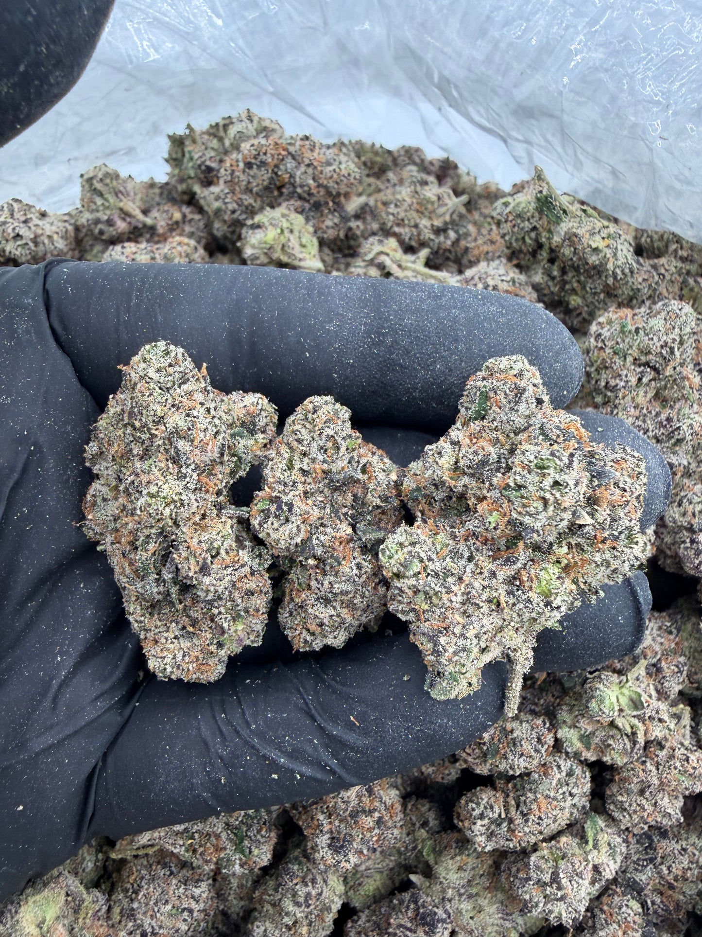 MAGA runtz