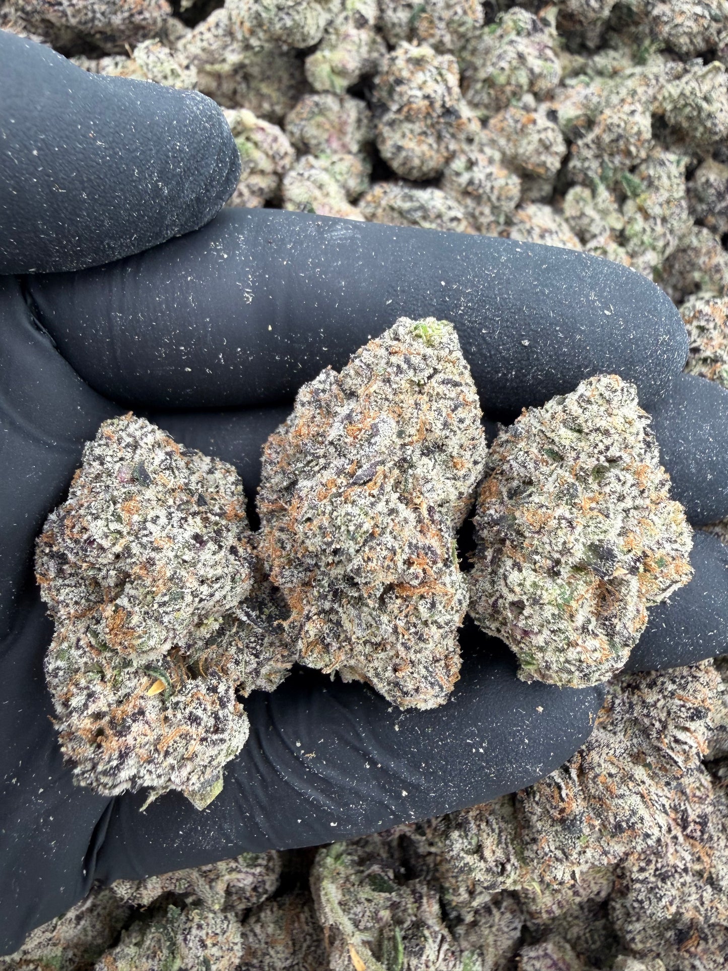 Lemon cherry delight