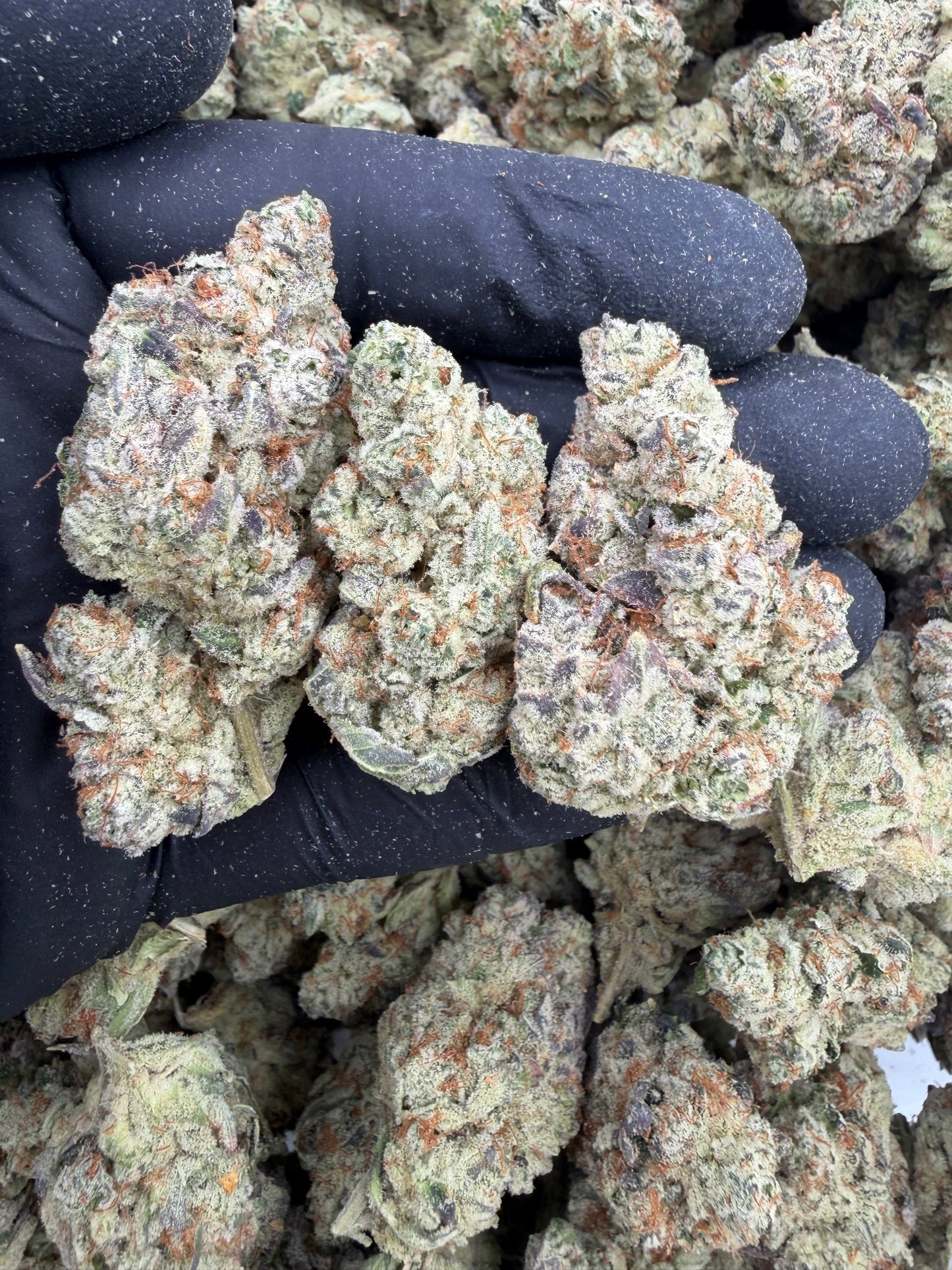 Durban poison