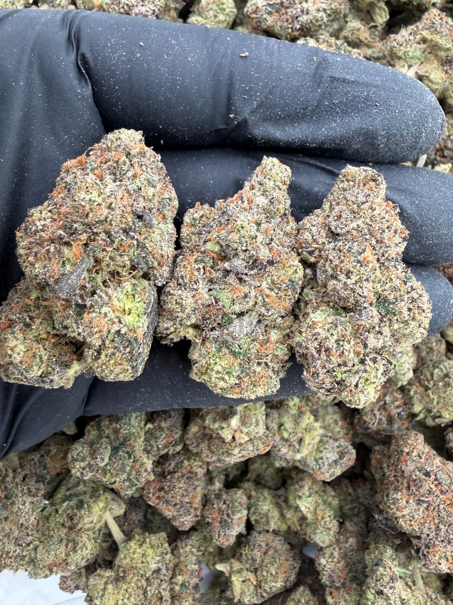 Candy gelato
