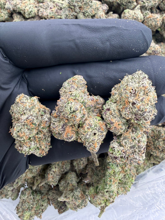 BALI 63