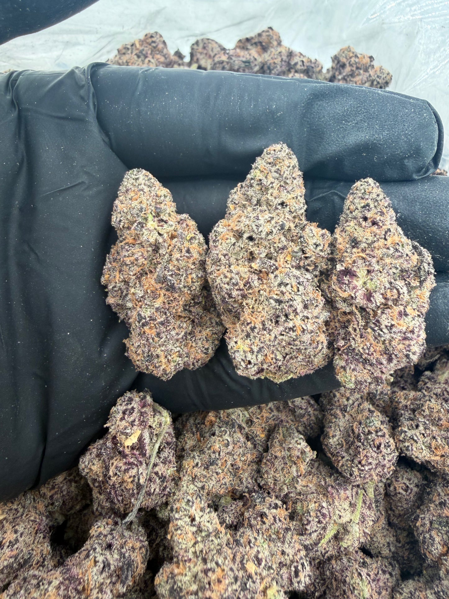 garlic gold rush