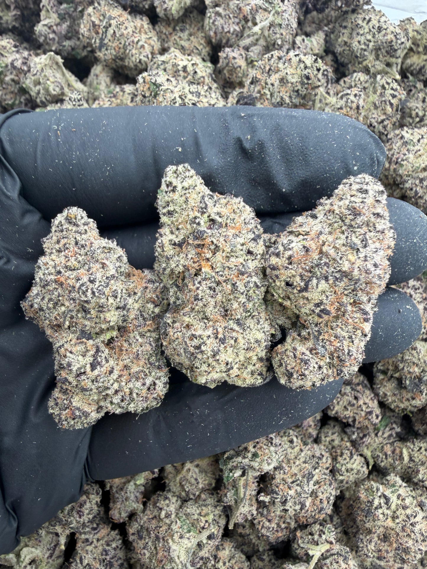 blue berry sugar