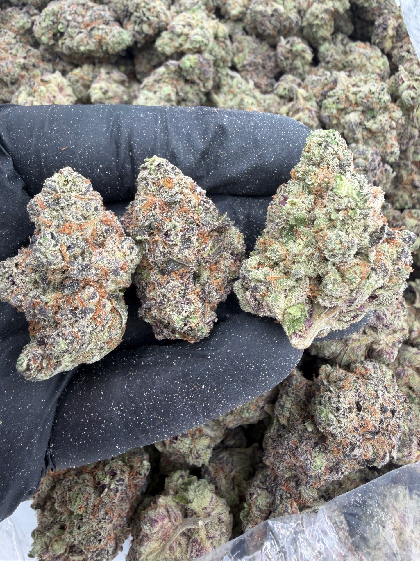 modified grapes