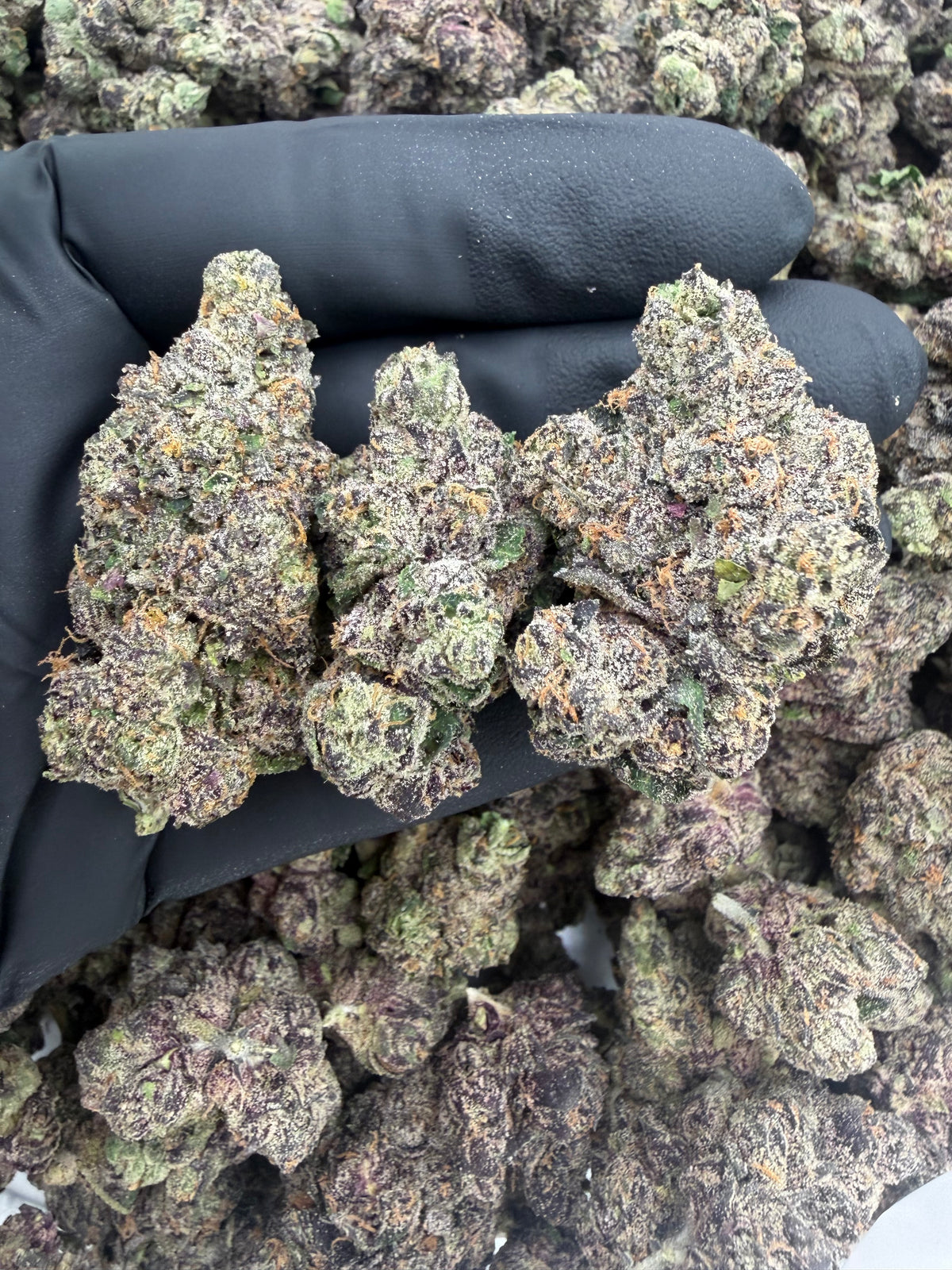 MOB