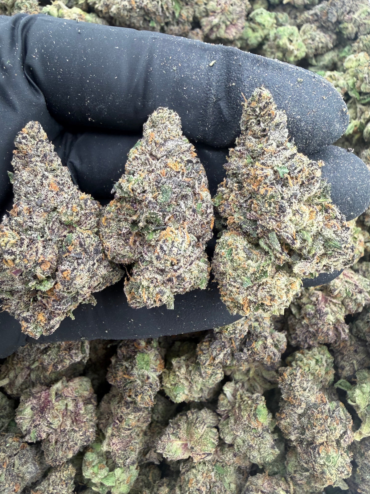 Sherb crème pie