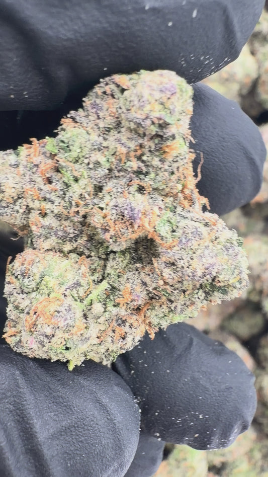 BALI 63